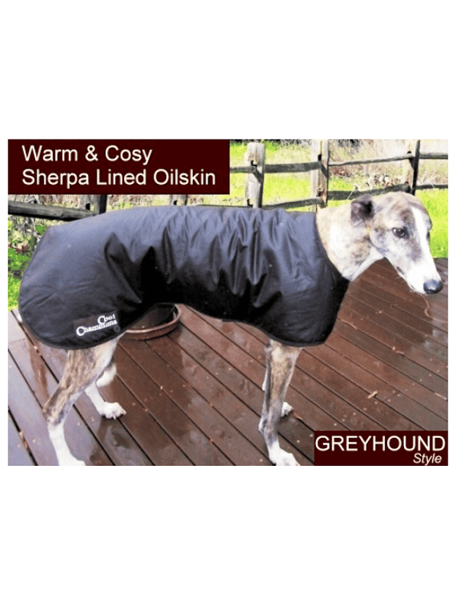 Champ greyhound coats sales