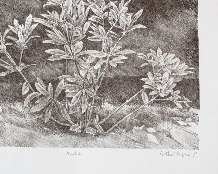 Arthur Byrne - 'Azalea'. 1981