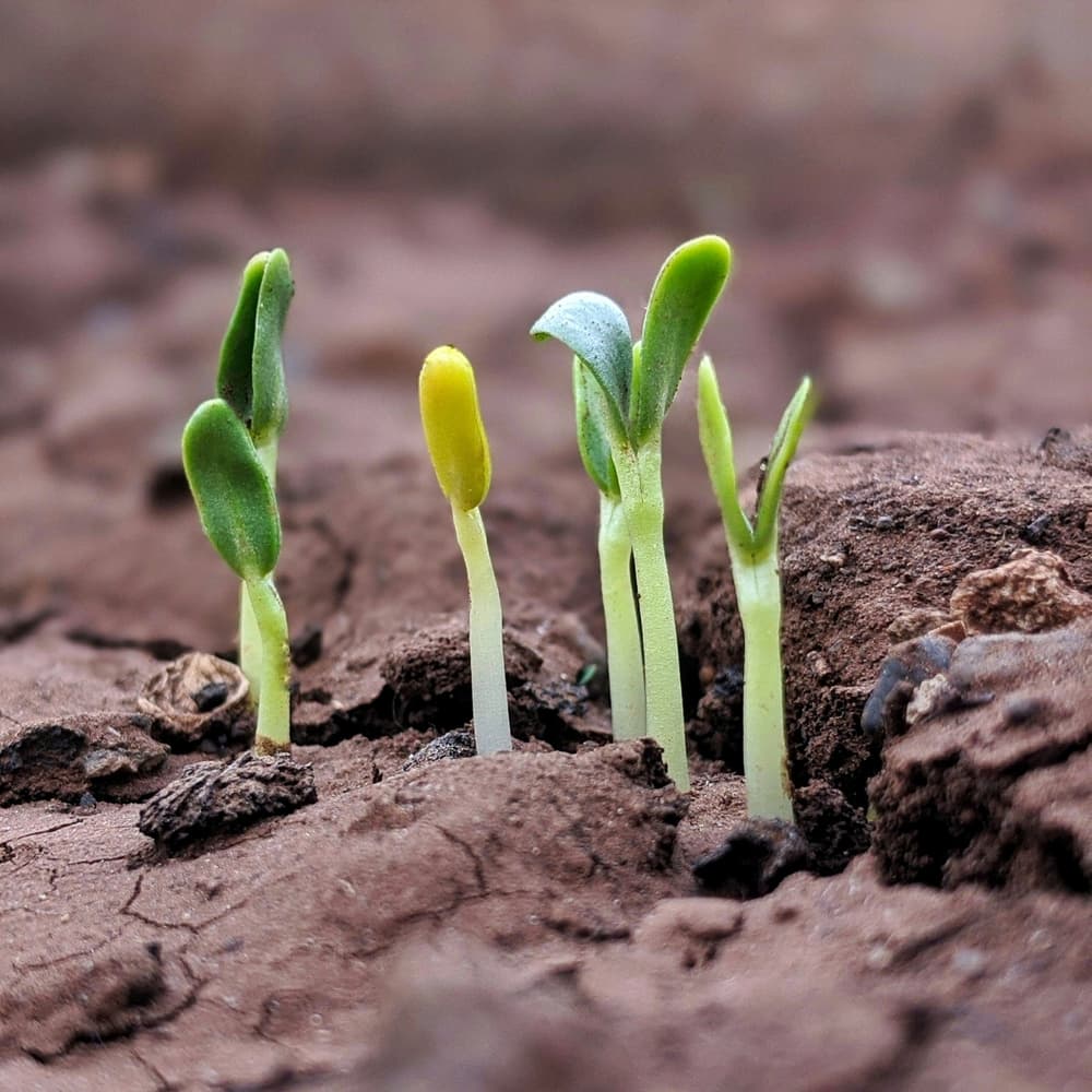 5 Easy Quick and Free Techniques to Grow Your eCommerce Website