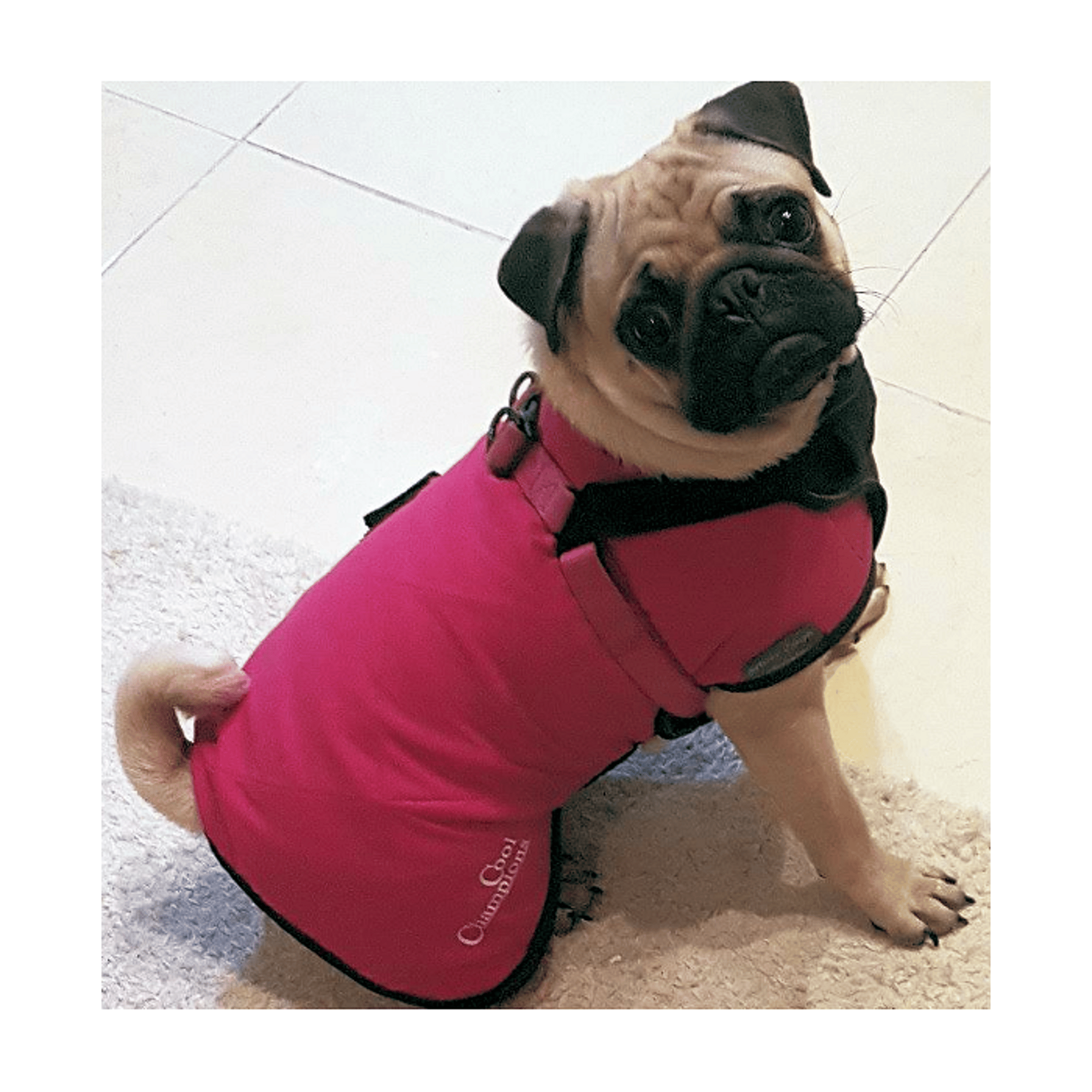 K9 cooling vest best sale