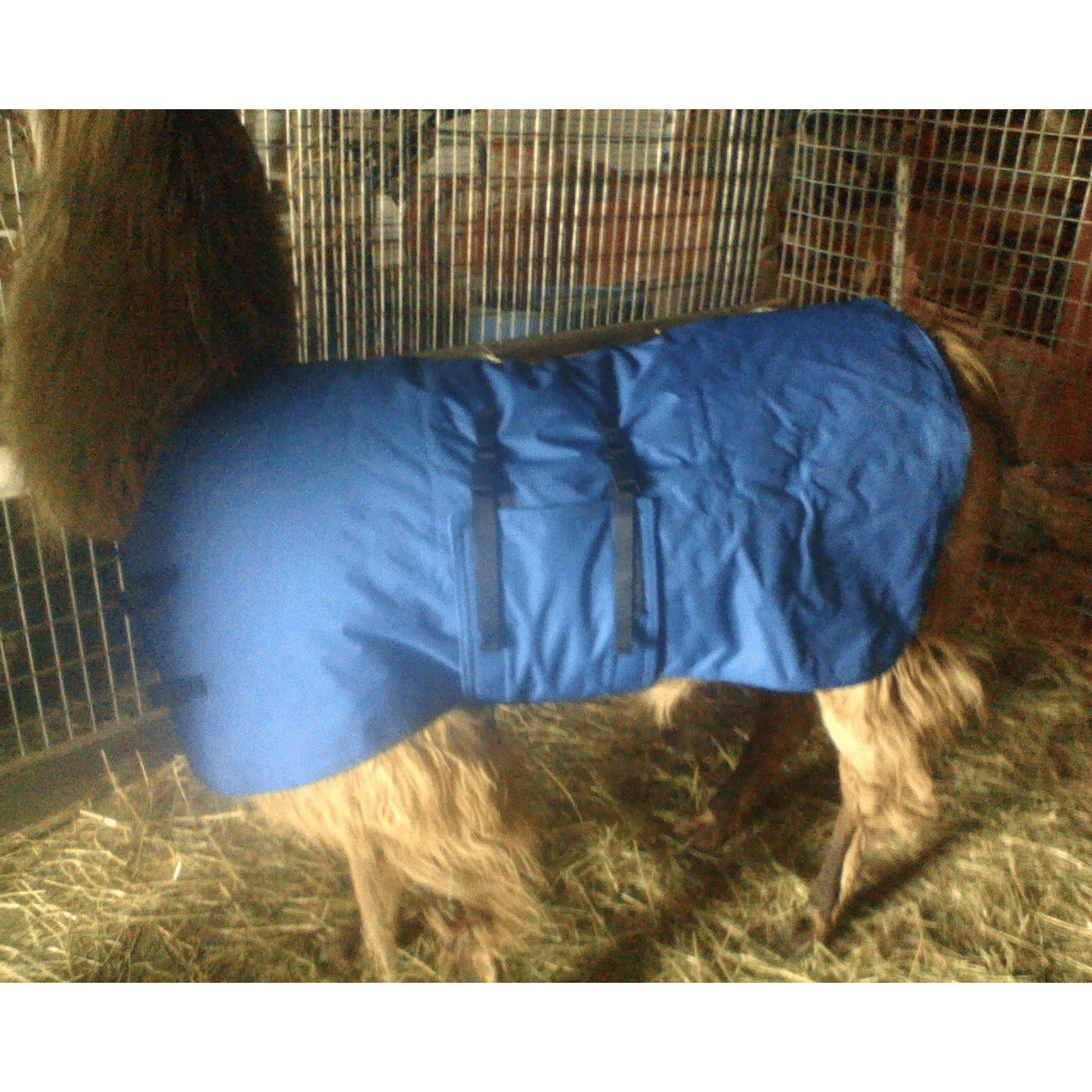 Coat for Llama or Alpaca - Freedom Acres Llama - Shop